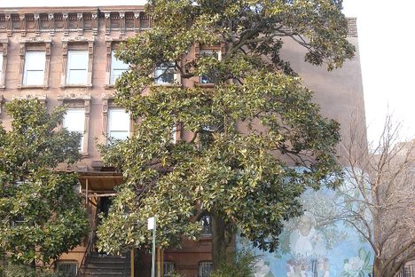The Magnolia Grandiflora in 2009 with the Hattie Carthan mural on the wall behind it.