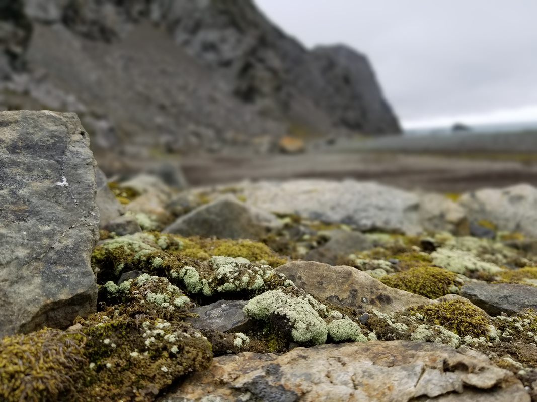 These unassuming lichens growing on rocks in Antarctica may have a sexy secret. 
