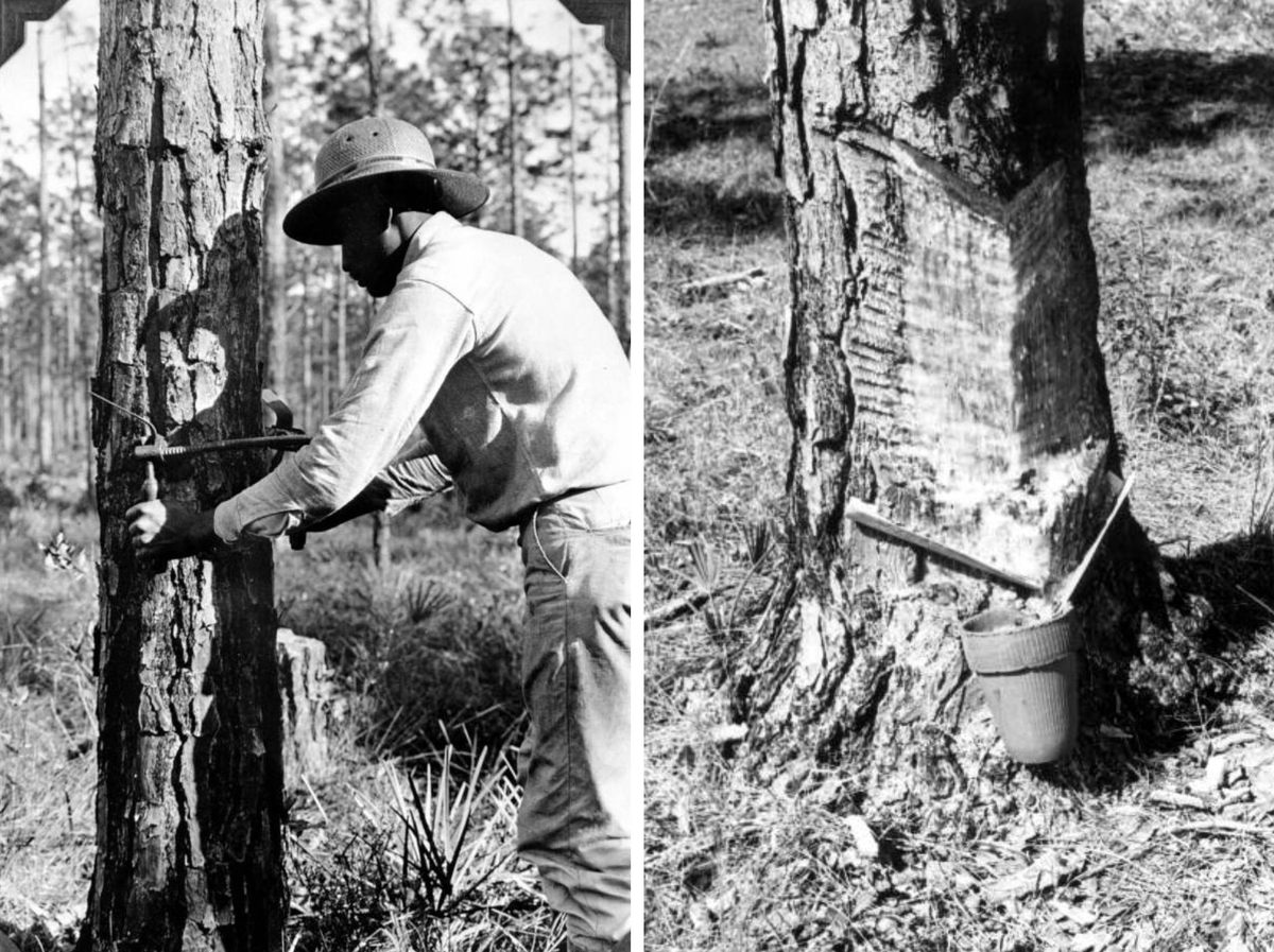 Fragments of the harvesting or pine rising for turpentine can be seen in many Florida forests.