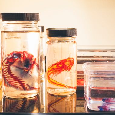 Ichthyology Collection