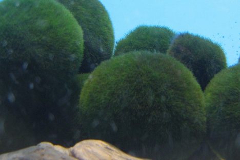 Where Have All the Lake Balls Gone?