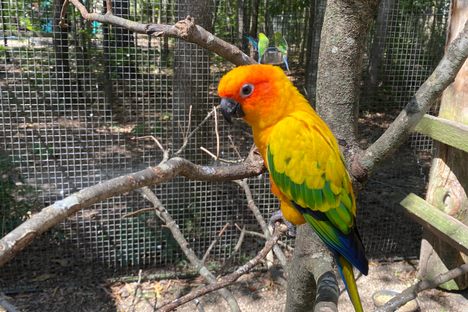 Sylvan Heights Bird Park