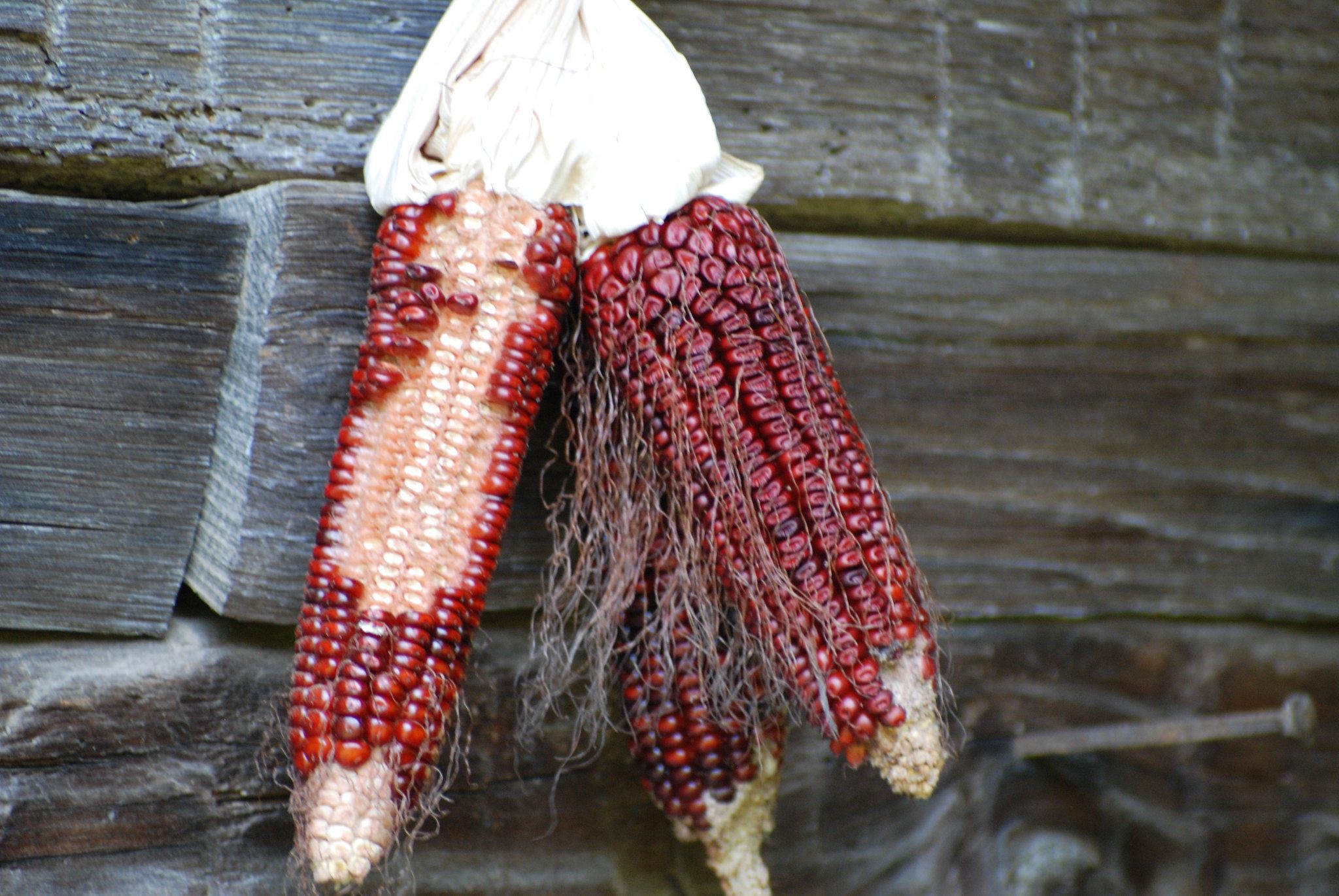 The kernels of Bloody Butcher Corn, an heirloom variety, are often used to make cornmeal.