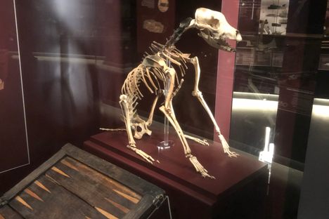 Hatch the Mary Rose Dog