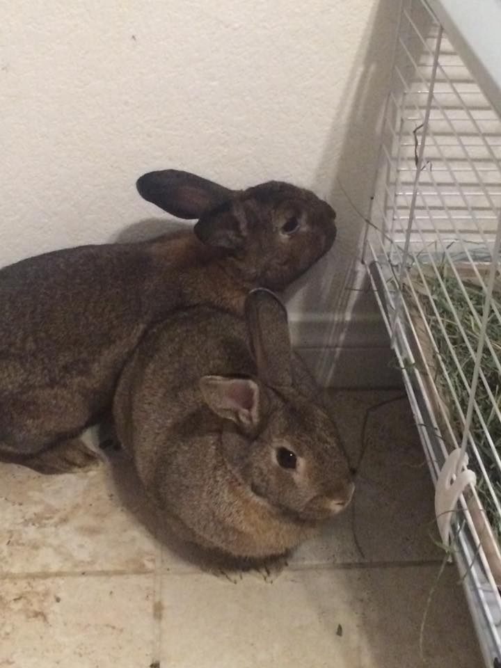 Two bunnies found near the Schweiger household, now rehomed.