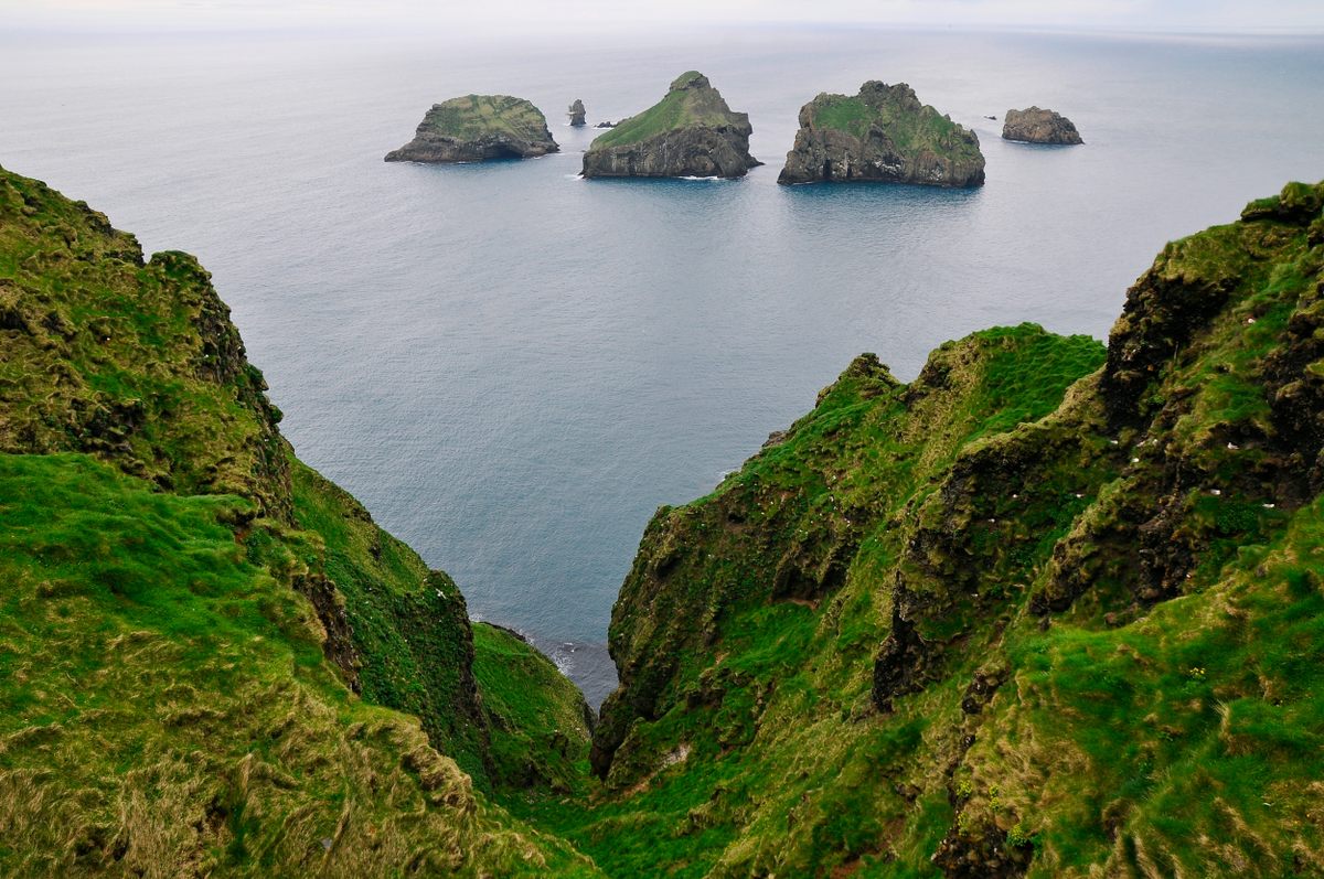 Seabirds, such as Manx shearwaters, nest on capes and cliffs in Iceland’s Westman Islands archipelago.