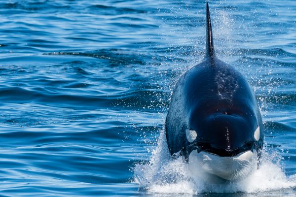 A transient killer whale power lunging—a hunting technique—off the California coast. A small subset of transient orcas specialize in taking down large marine mammals.