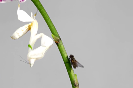 Watch This Delicate Orchid Mantis Not-So-Delicately Snatch its Prey