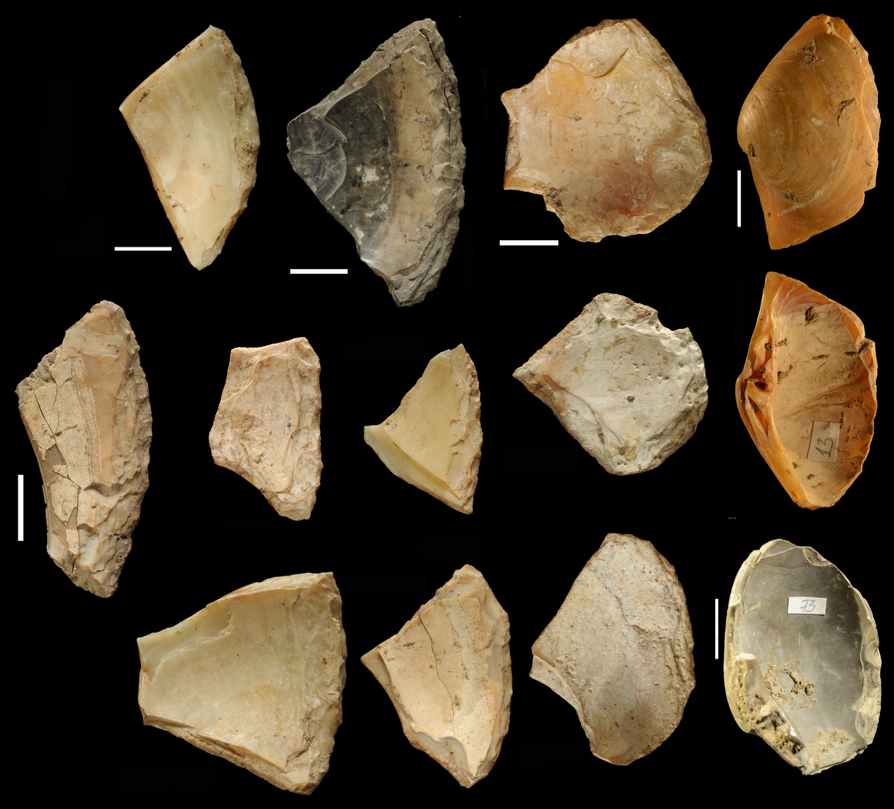Shell game: Neanderthals likely found these cutting tools beneath the waves.