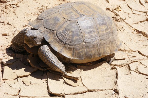 Desert tortoises have seen a lot—as a species, at least. 