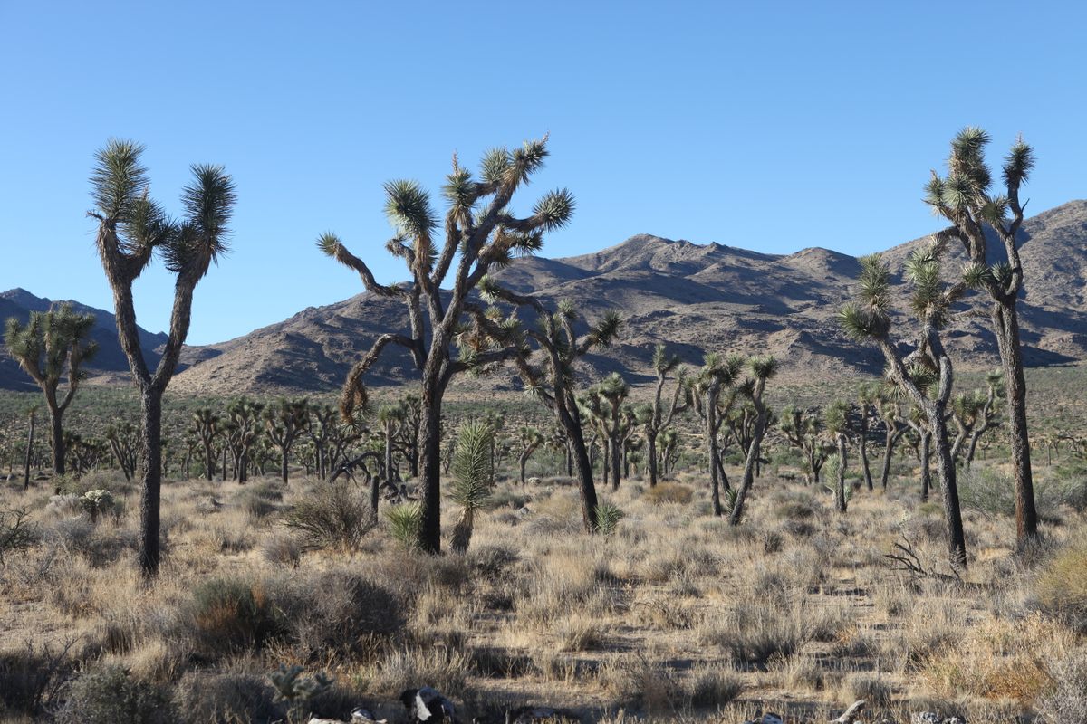 Hotter temperatures in California could make life difficult for young Joshua trees.