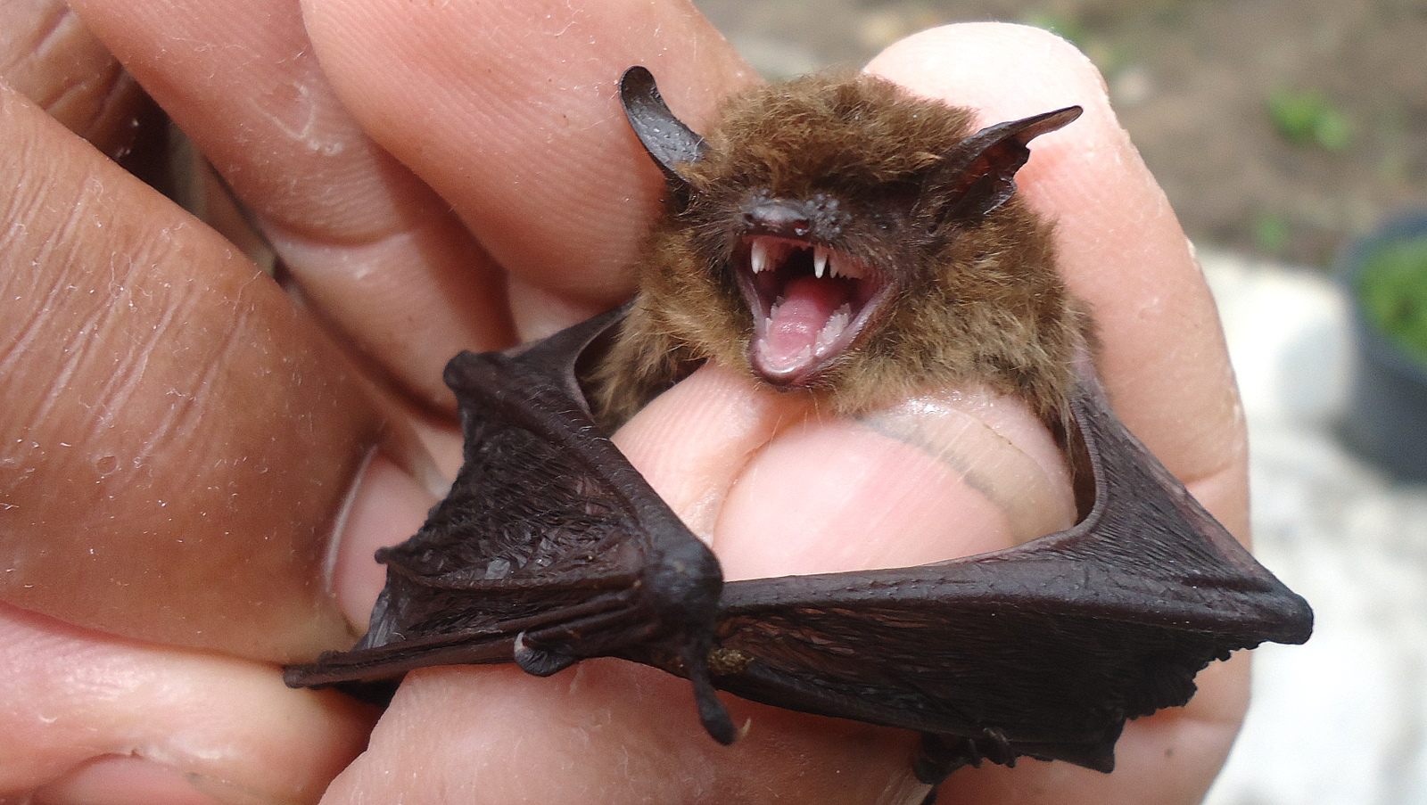 This bat may look vicious, but it's no match for a hairy moth.