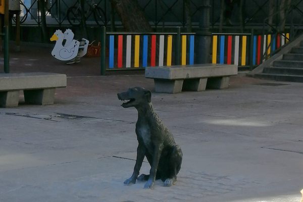 Paco in a sitting position