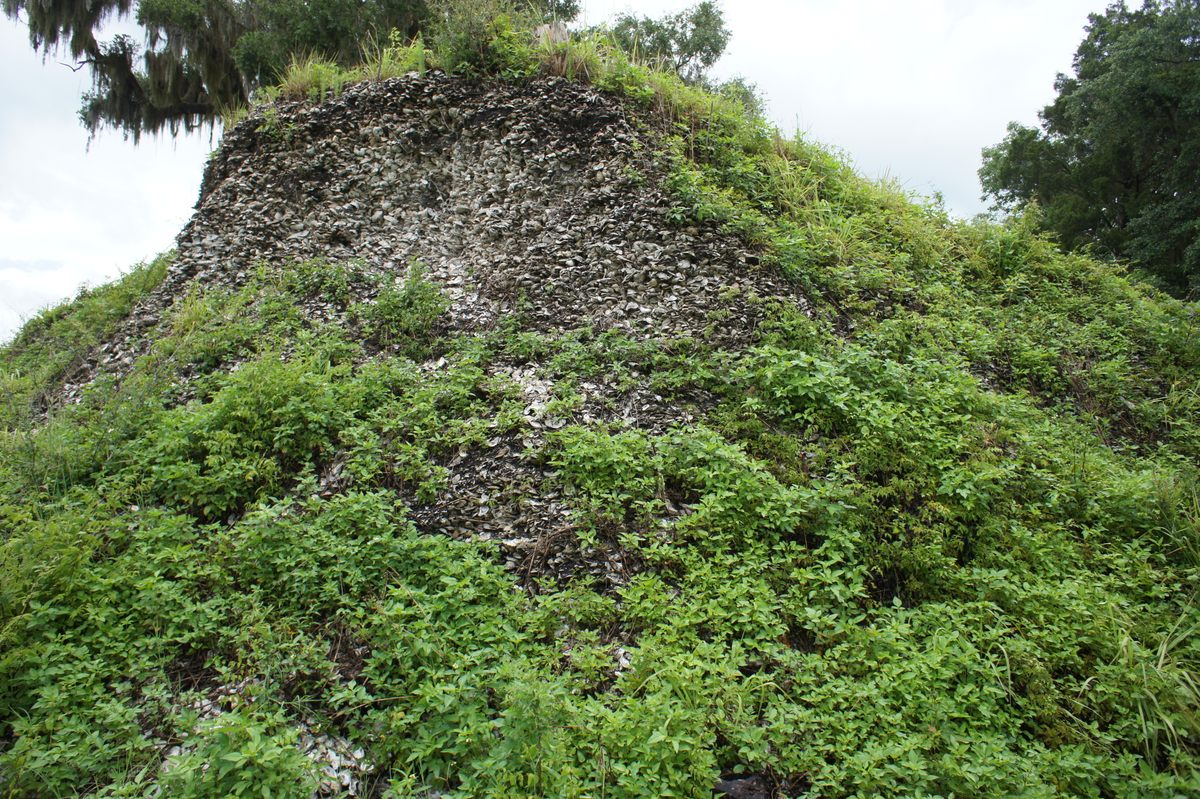 Crystal River site in Florida is a massive shell mound, dominated by oysters showing the profile and dense accumulation of shells and other material.