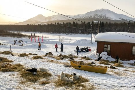 Sun shines on dog teams resting in Takotna in 2018.
