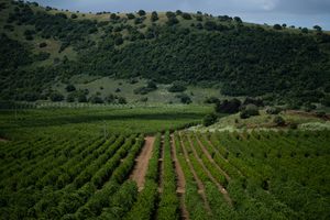 Photo of Golan
