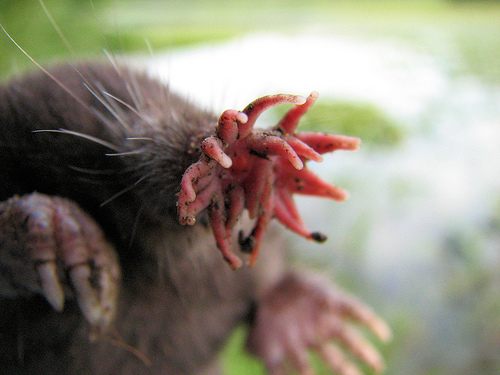 Get you a snoot that can do both, like this star-nosed mole.