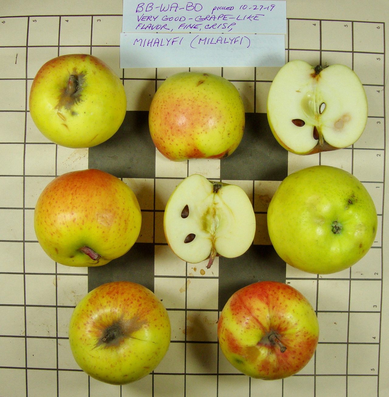 TOC identified the Mihalyfi apple among those sent by the Lost Apple Project.