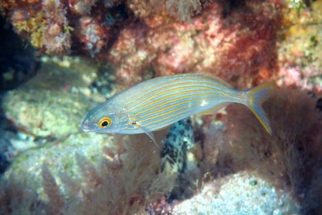 Salema Porgy