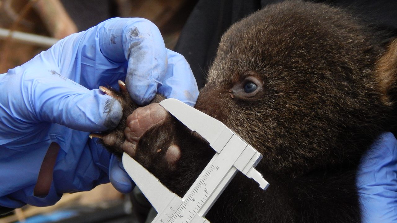 Researchers measure a bear cub's paw.