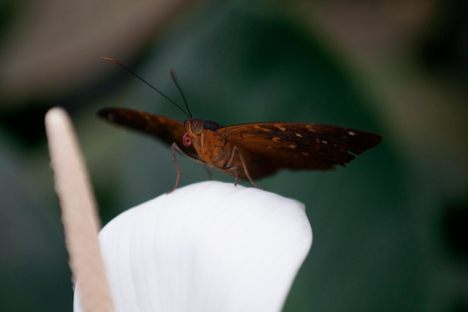 Kuala Lumpur Butterfly Park
