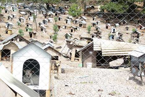 Caxias do Sul Dog Favela