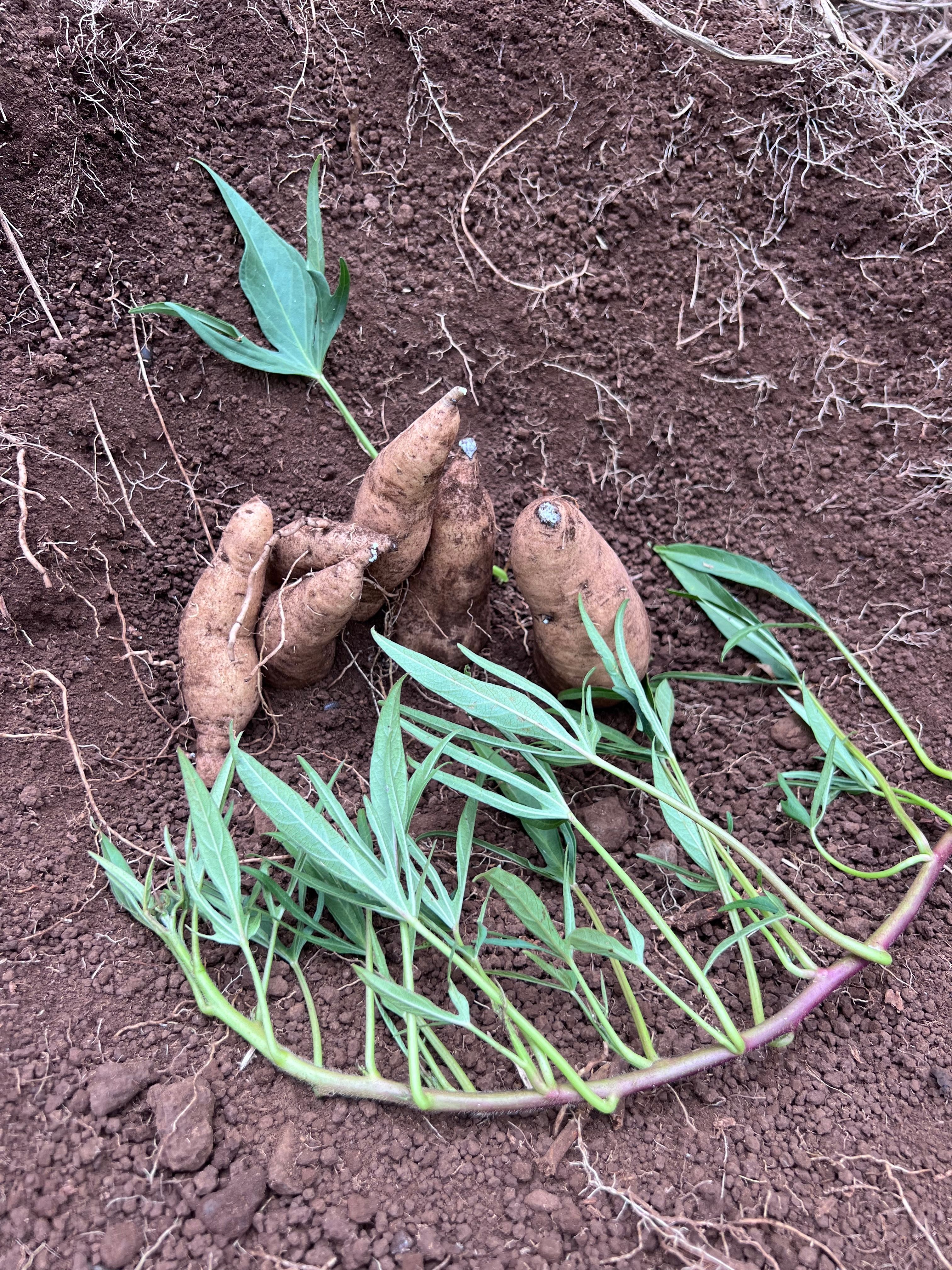 Ulu Mau Puanui grows six native varieties of sweet potato.