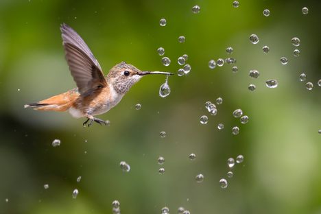 Our first place winner is Mark Yuan's photograph of an Allen's hummingbird drinking water droplets in Fremont, California.