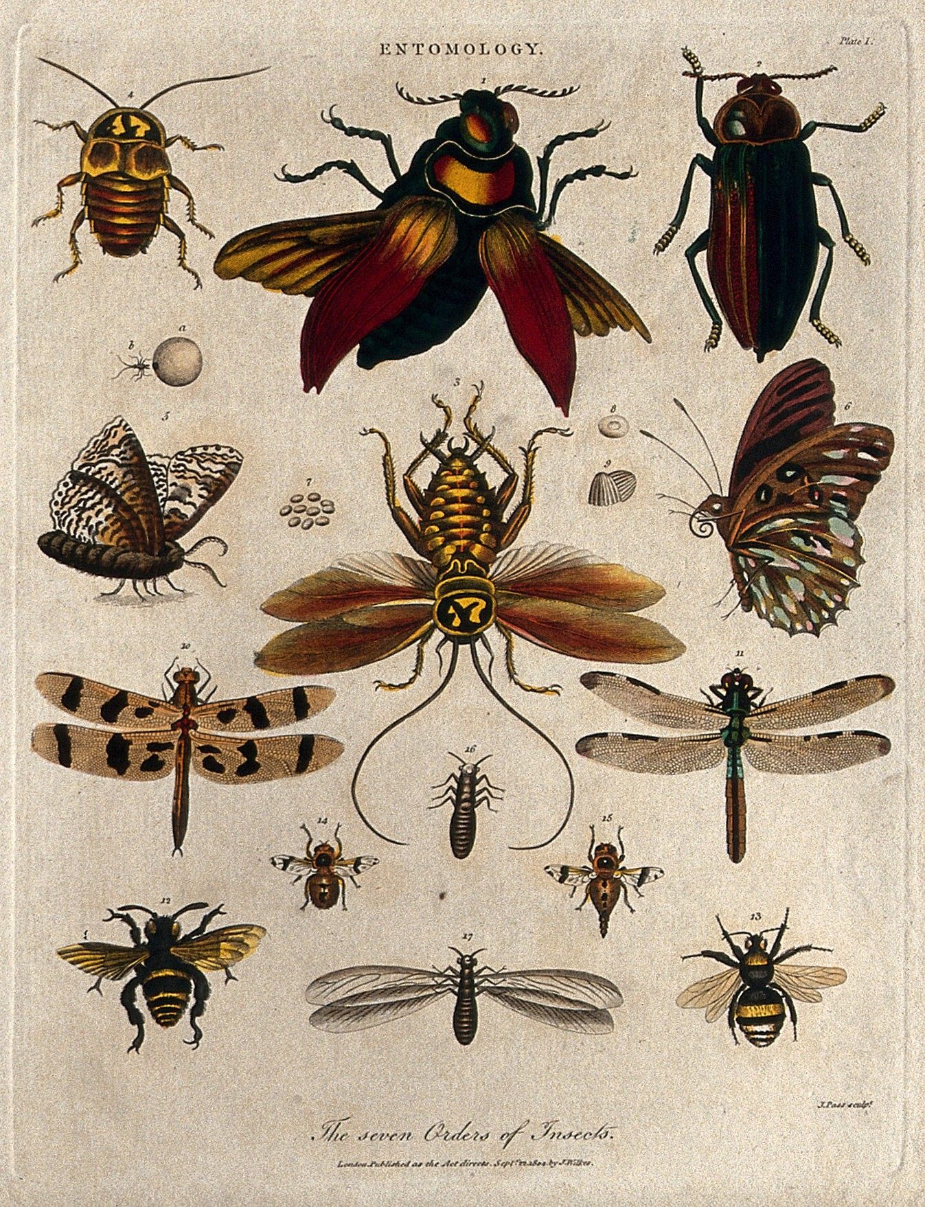 Many more orders of insects have been described since this etching was made in 1804.