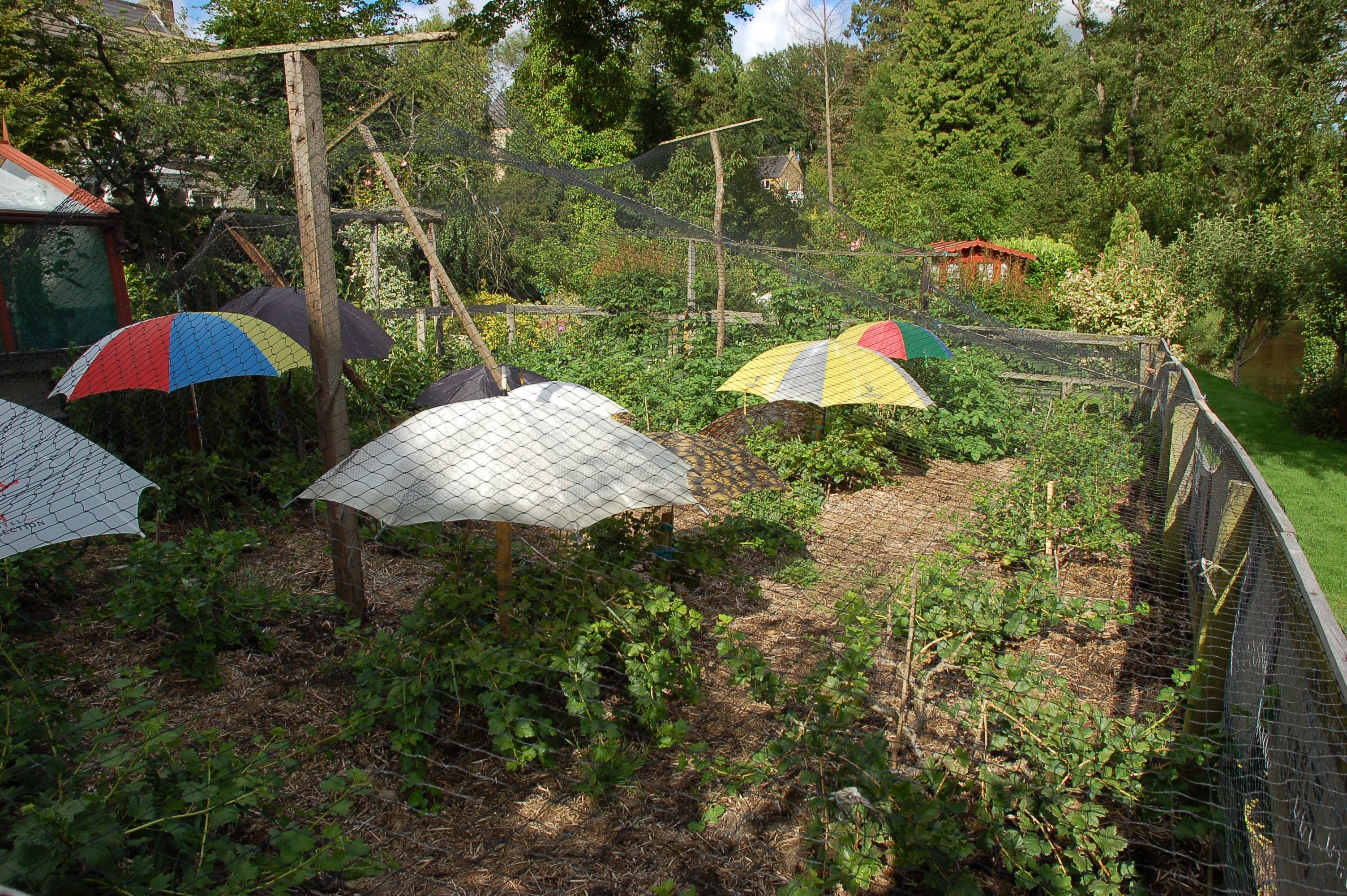 Some well-protected gooseberries, growing away.