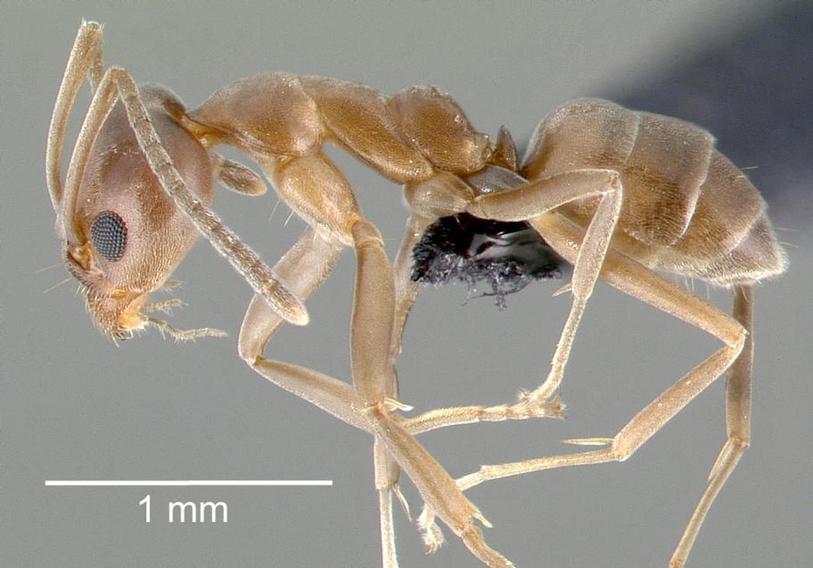 Solid Ant How the World Became A Giant Ant Colony
