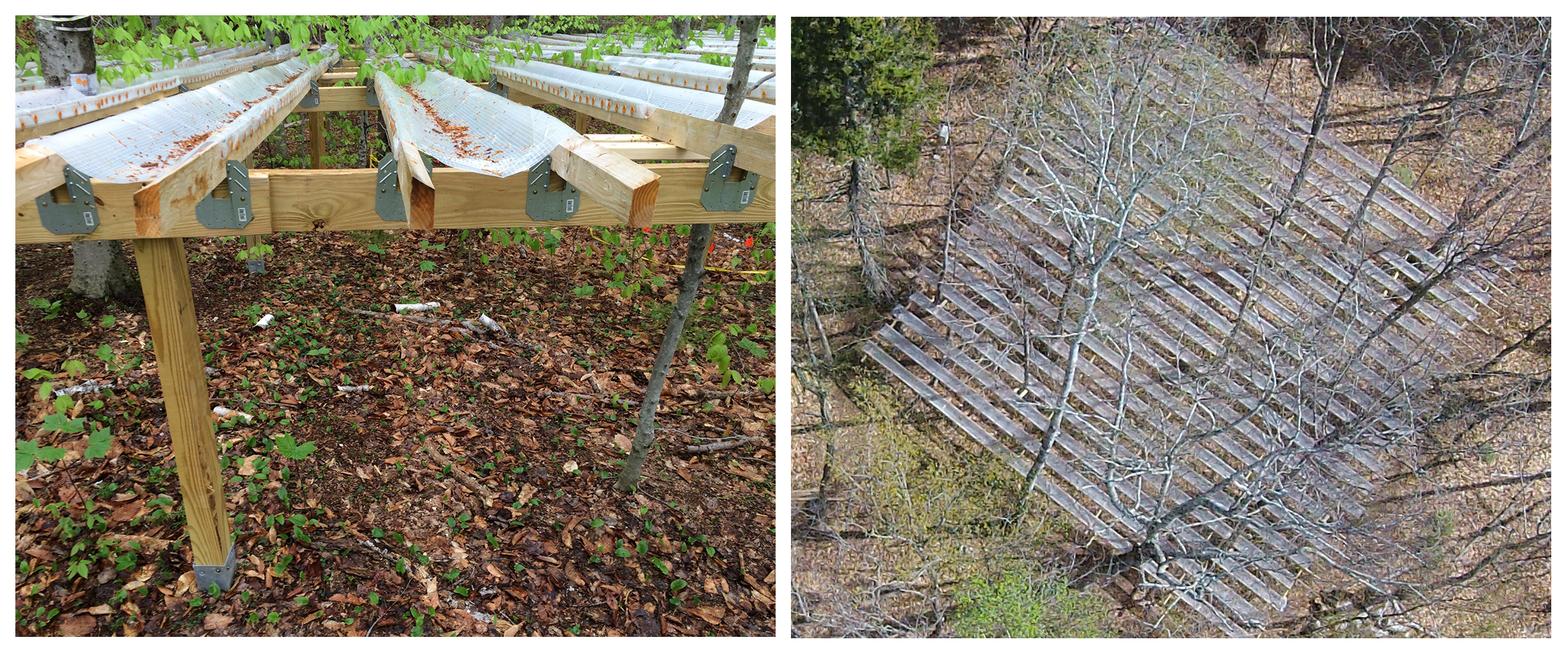 Hubbard Brook drought experiment. 