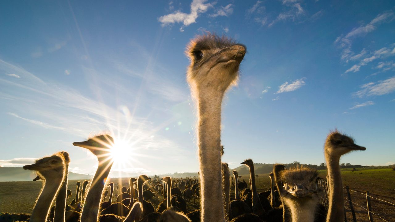 The Strange Tale of the Great 1911 Trans-Saharan Ostrich ...