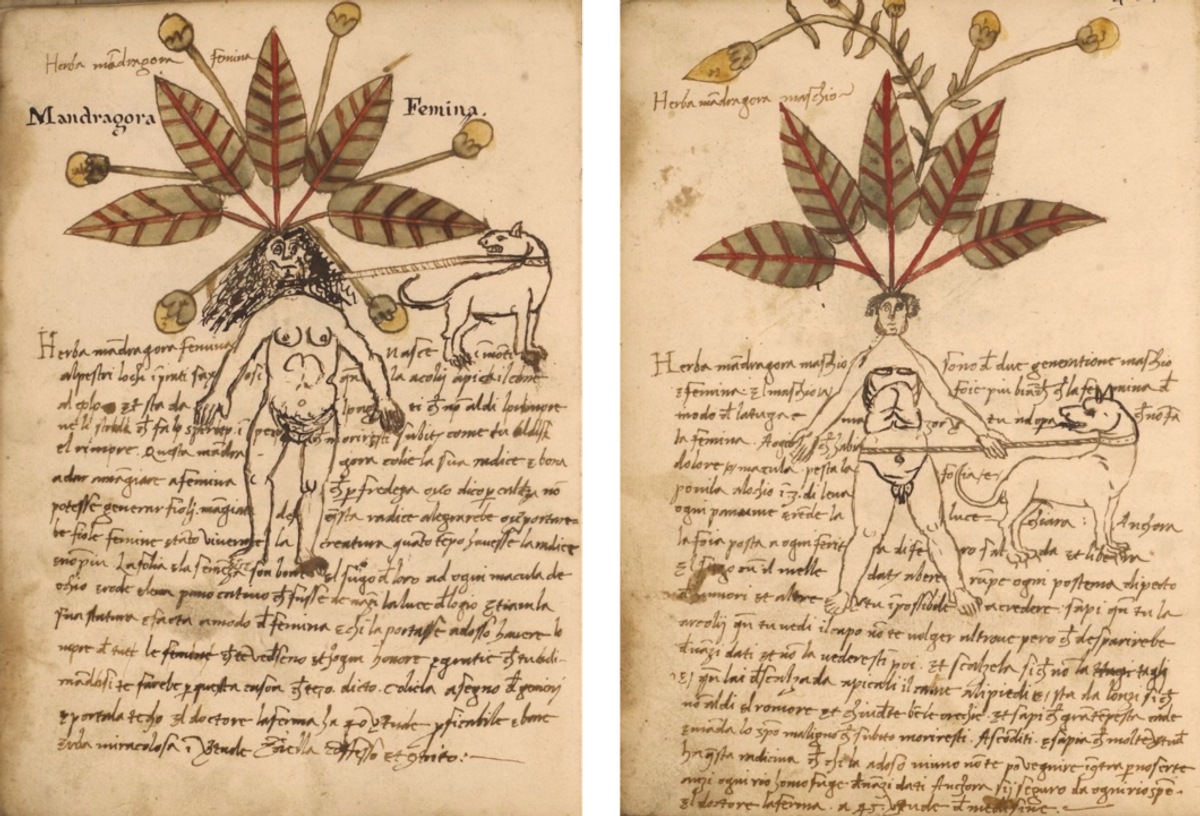The illustrator took the anatomies of male and female mandrakes very literally.