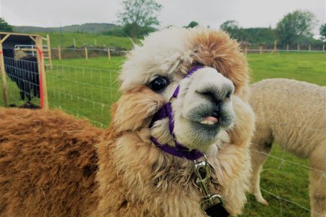 Alpacas of Curraghduff Farms
