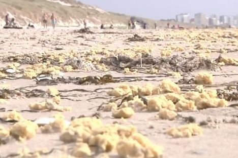 Mysterious, Yellow, Sponge-Like Globs Are Fouling French Beaches