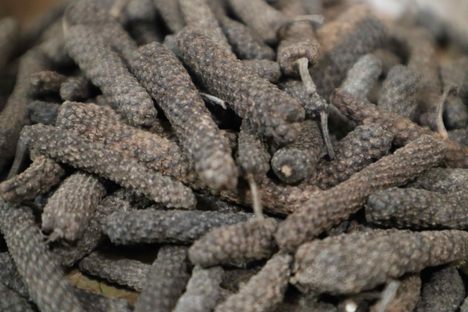 Long Pepper