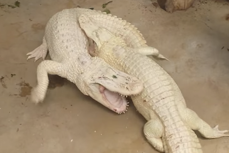 Albino alligator. Legend has it that those who gaze upon these