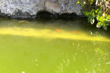 Spring with goldfish 