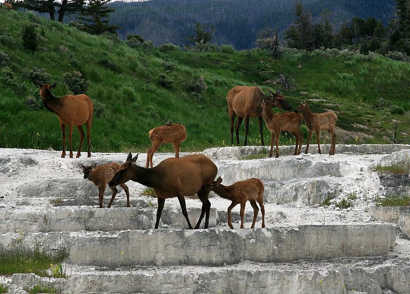Elk in Montana 