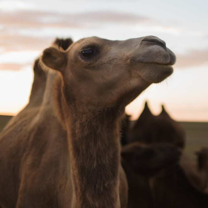 Camel ride across the Gobi Desert.