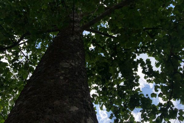 Some Indiana trees have even been to the moon.