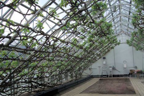 The Great Vine.