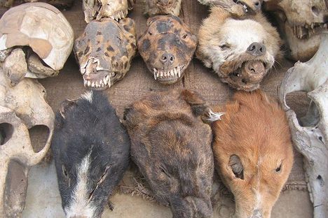 animal heads at the Fetish Market