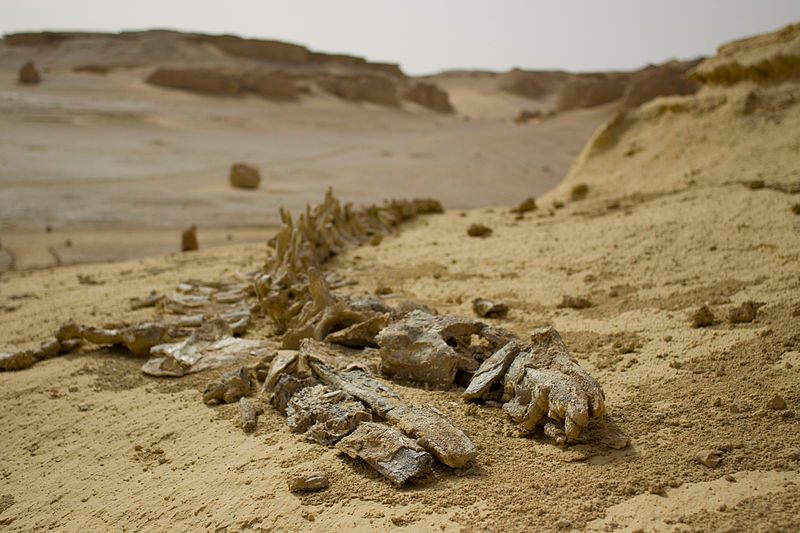 10 Places Where You Can See Whale Bones Outside a Museum - Atlas Obscura