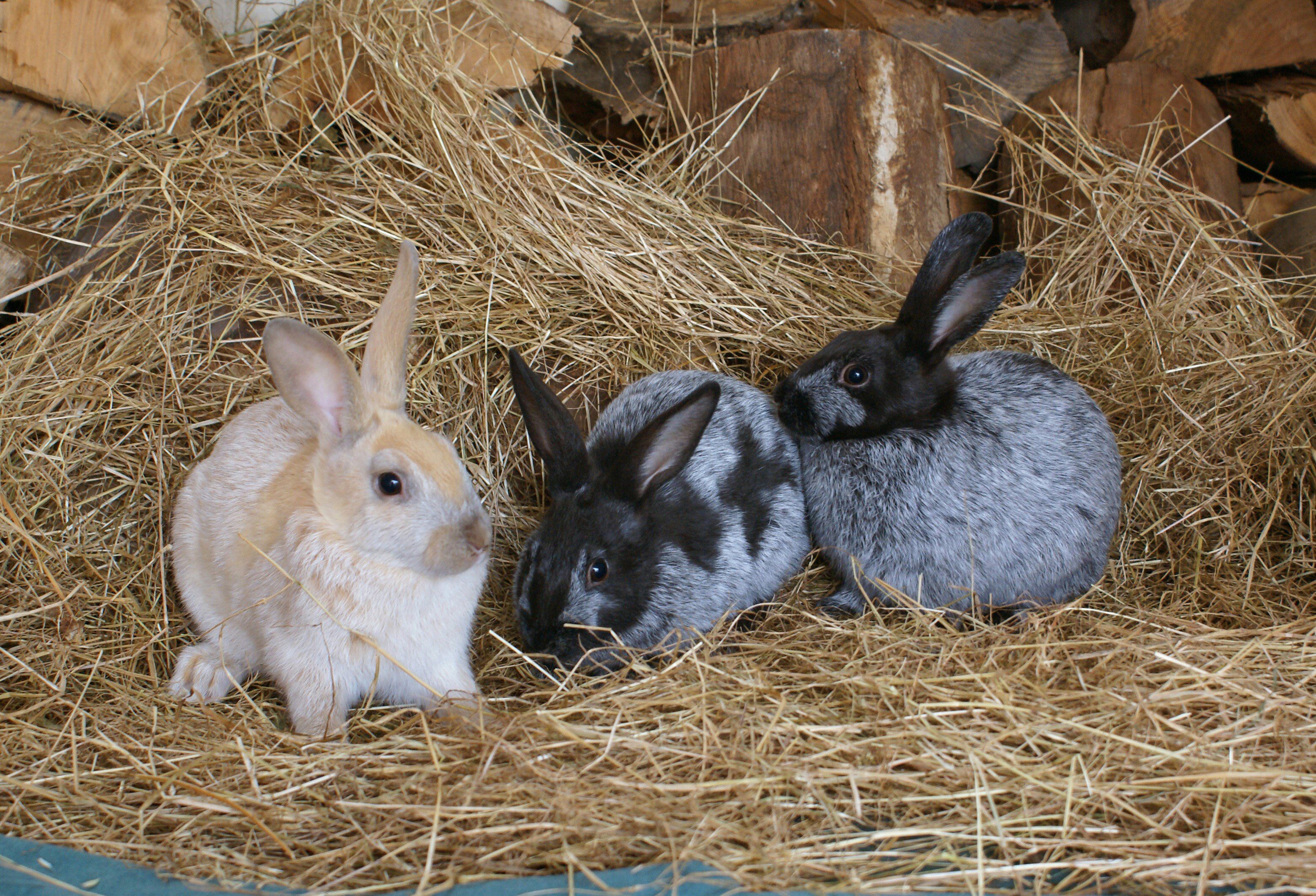 Rescued rabbits from Enderby Island relax at a New Zealand reserve.