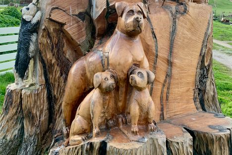 Toora Dog Tree