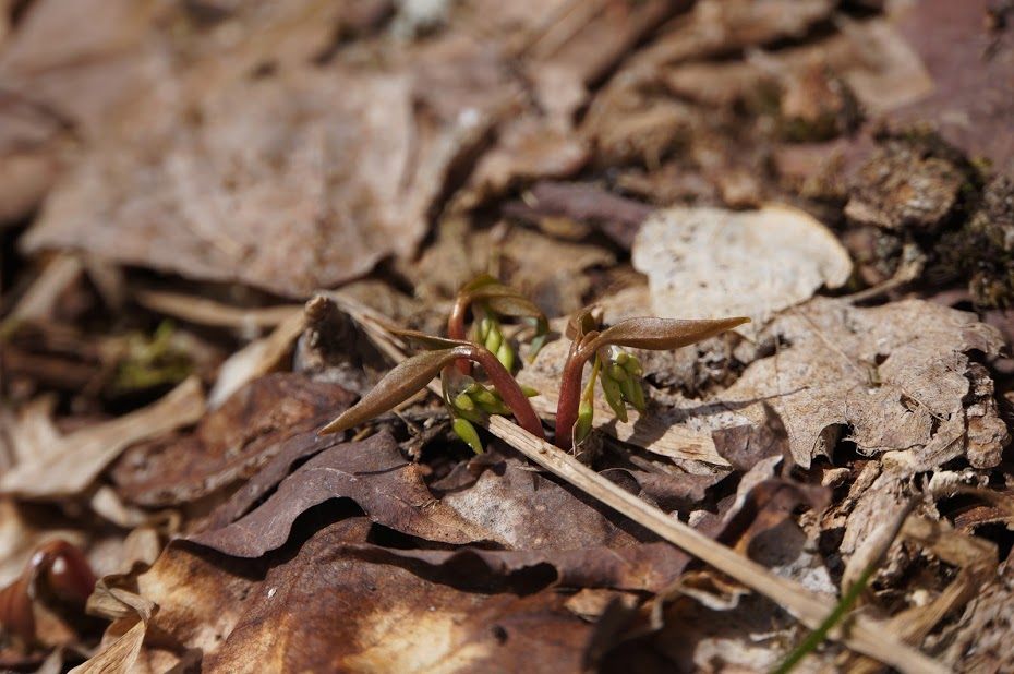 A plant peeks its leaves out in a thaw circle.