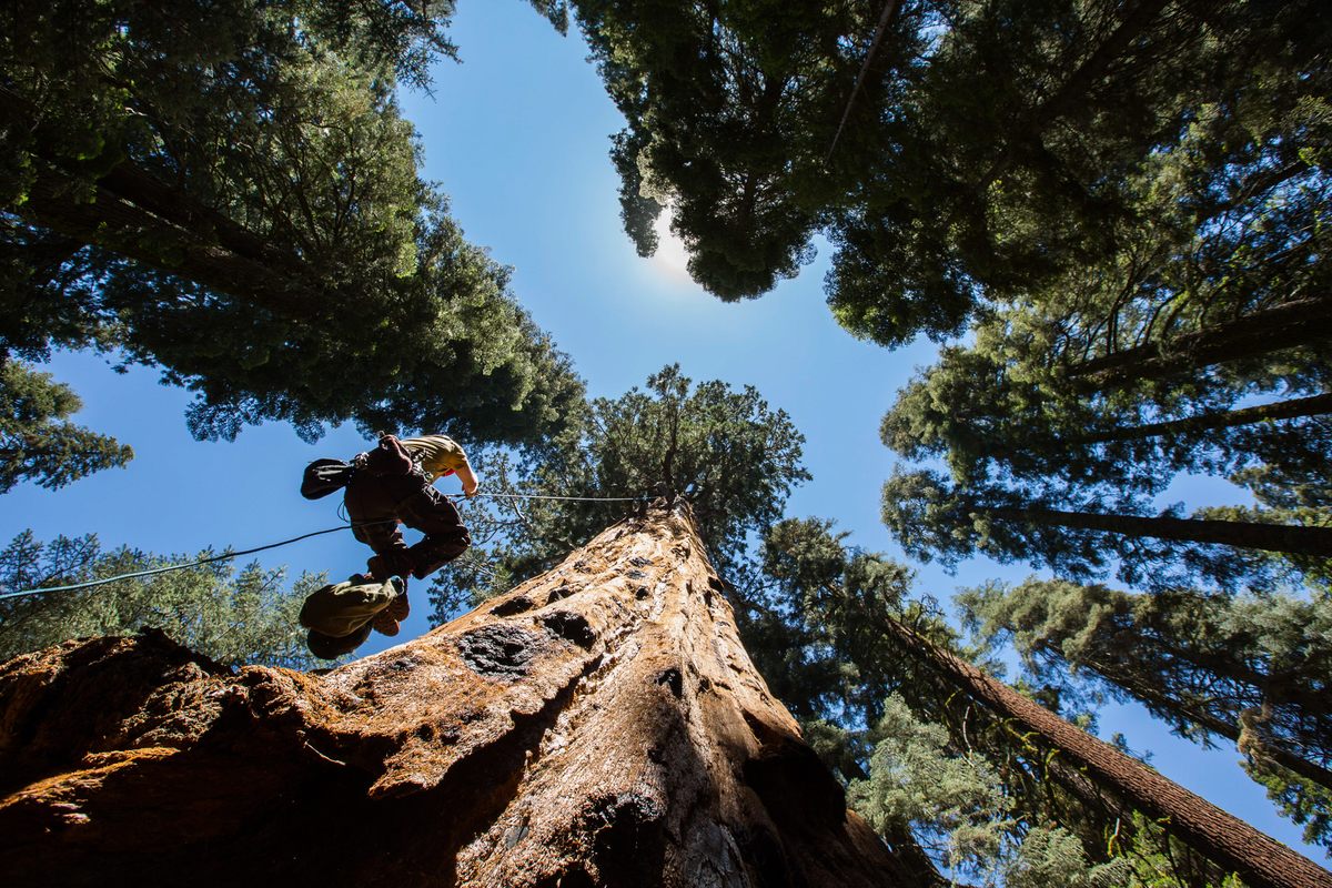 Ascending a sequoia.