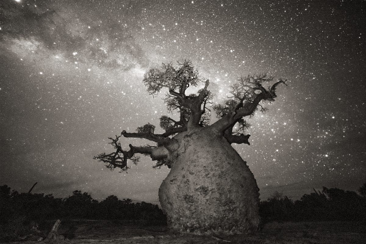 A Photographer's Journey With the Ancient Baobabs of Madagascar